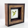 Green Hummingbird