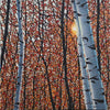 Fall Aspen